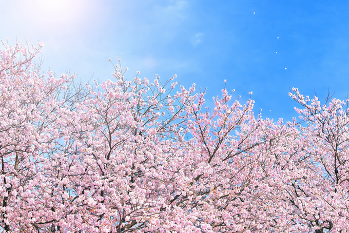【春よ、来い！】NHKの見逃し配信・動画無料視聴方法！中島美嘉など出演 | Art9 トレンド情報局